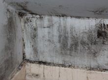 mould allergy prevention